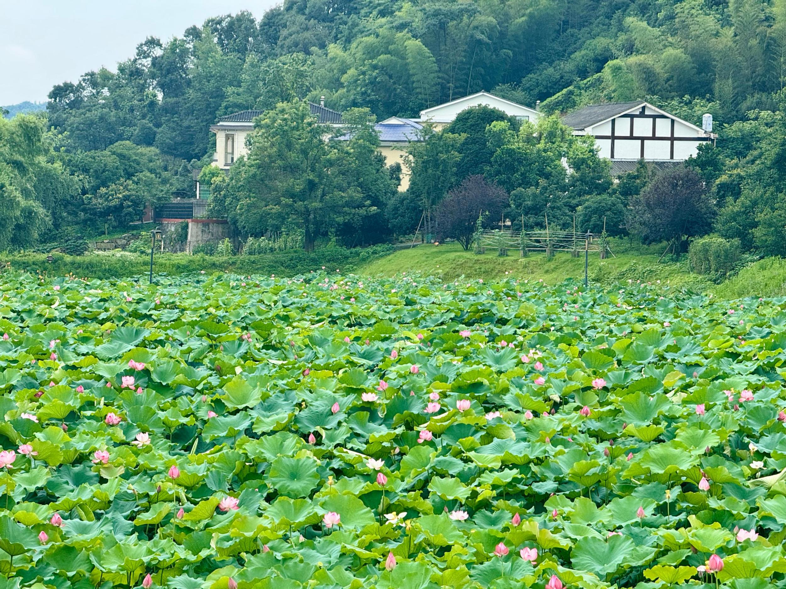 在湖南省益阳市清溪村，满池荷花竞相绽放。人民网记者 刘微摄