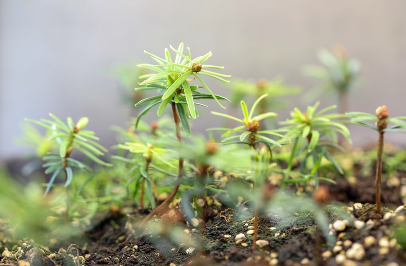 在贵州省林科院林业生物技术研究所实验大棚里茁壮成长的梵净山冷杉幼苗。李鹤摄.jpg